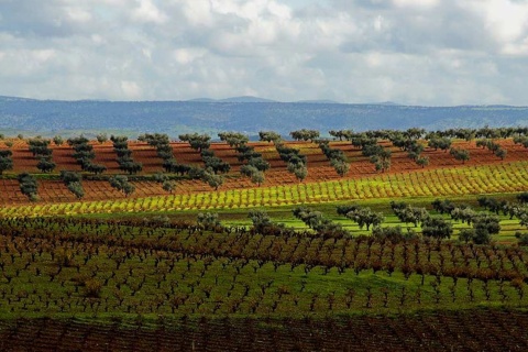 リベラ・デル・グアディアナのワインルートの風景