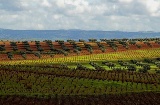 Paisaje de la Ruta del Vino y el Cava Ribera del Guadiana