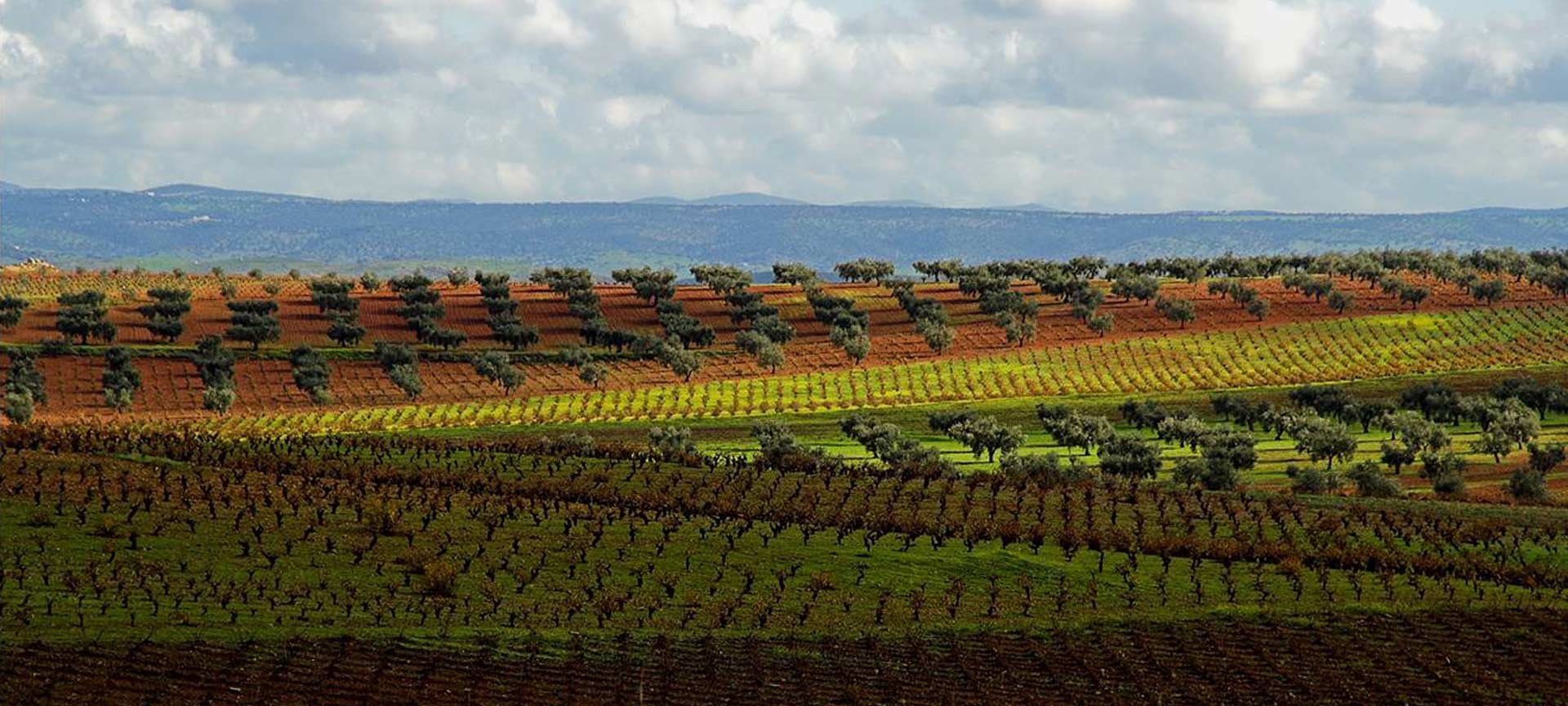 Paisaje de la Ruta del Vino y el Cava Ribera del Guadiana