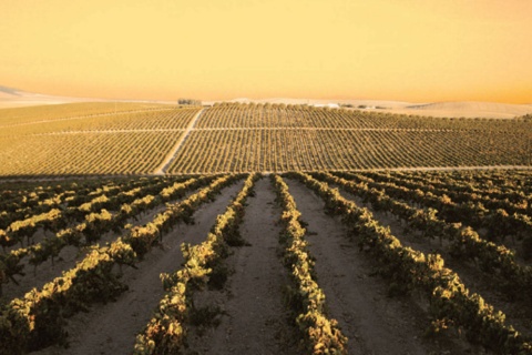Пейзаж на маршруте виноделия в Хересе