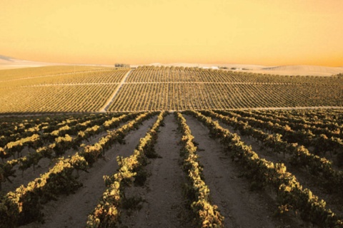 Landscape on the Marco de Jerez Sherry and Brandy Route