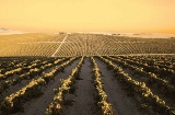 Paysage de la Route du vin de Jerez