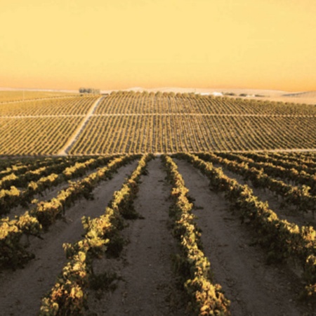Paysage de la Route du vin de Jerez