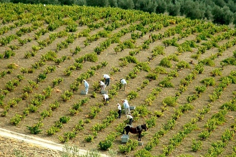 モンティージャ - モリレスのワインルートの風景