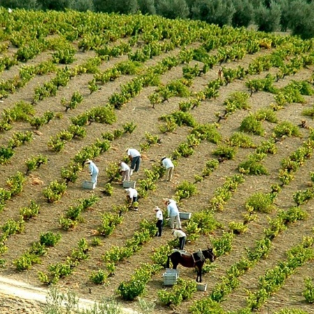 Paysage de la route du vin de Montilla-Moriles