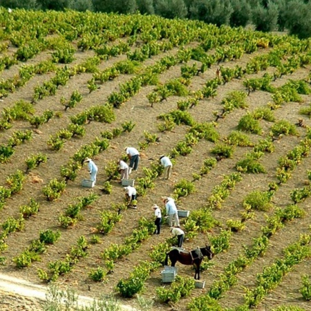 Landschaft an der Weinstraße von Montilla – Moriles