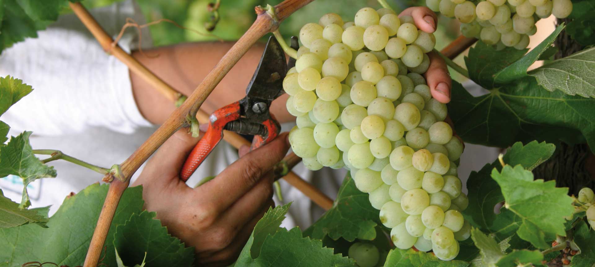 Weinstraße des Penedès