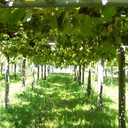 Landschaft an der Weinstraße der Rías Baixas