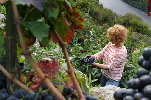 The Ribeiro Wine Route 