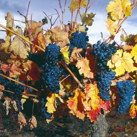 Szlak wina Ribera del Duero