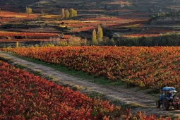 Paesaggio dell'itinerario enoturistico della Rioja Alavesa