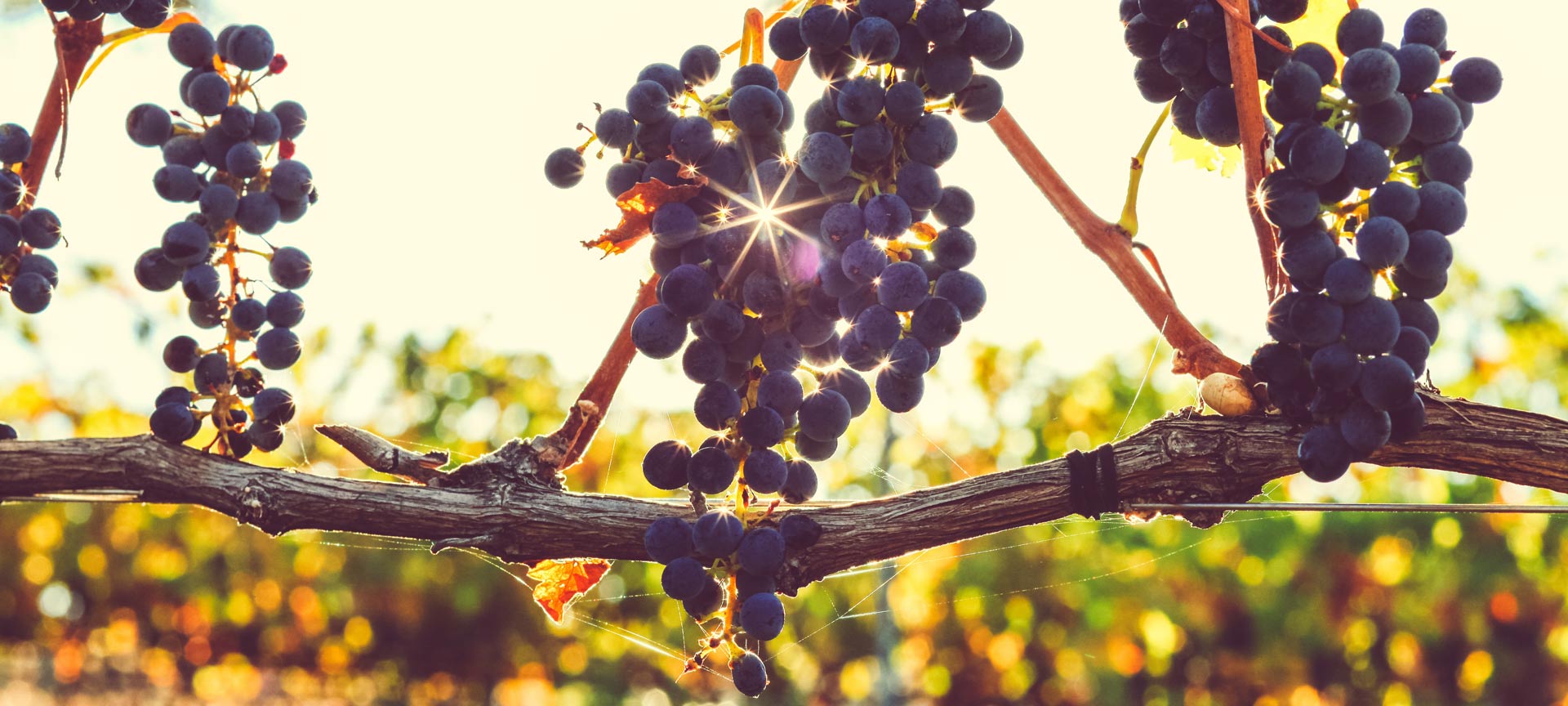 Ruta del Vino Ronda y Málaga