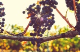 Маршрут виноделия в Ронде и Малаге