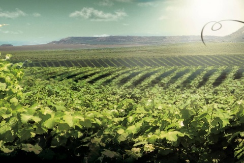 Landscape on the Lleida-Costers del Segre Wine Route