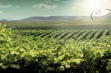 Paisagem do Roteiro do Vinho de Lleida - Costa del Segre