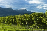 Landschaft an der Weinstraße des Txakoli