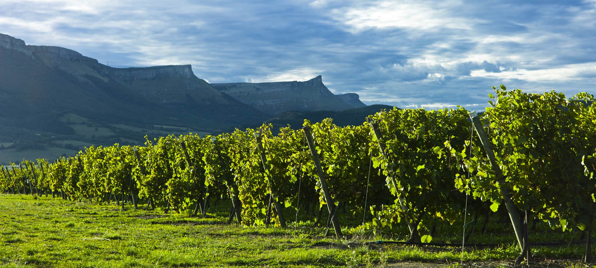 チャコリのワインルートの風景