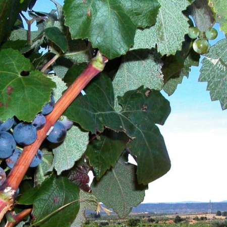 Roteiro do Vinho Utiel - Requena