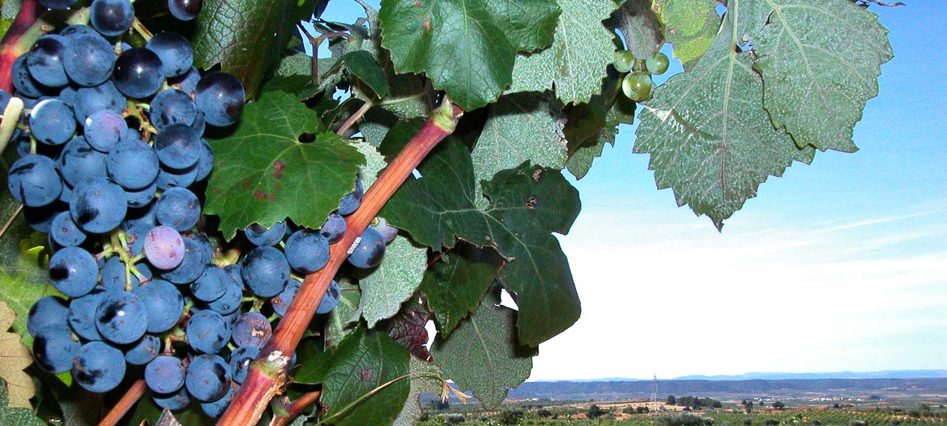 Itinerario enoturistico Utiel-Requena