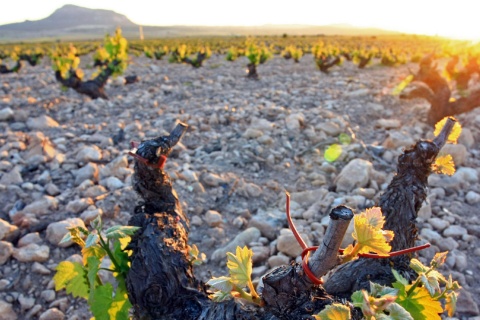 Paysage de la route du vin de Yecla