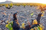 Landscape on the Yecla Wine Route