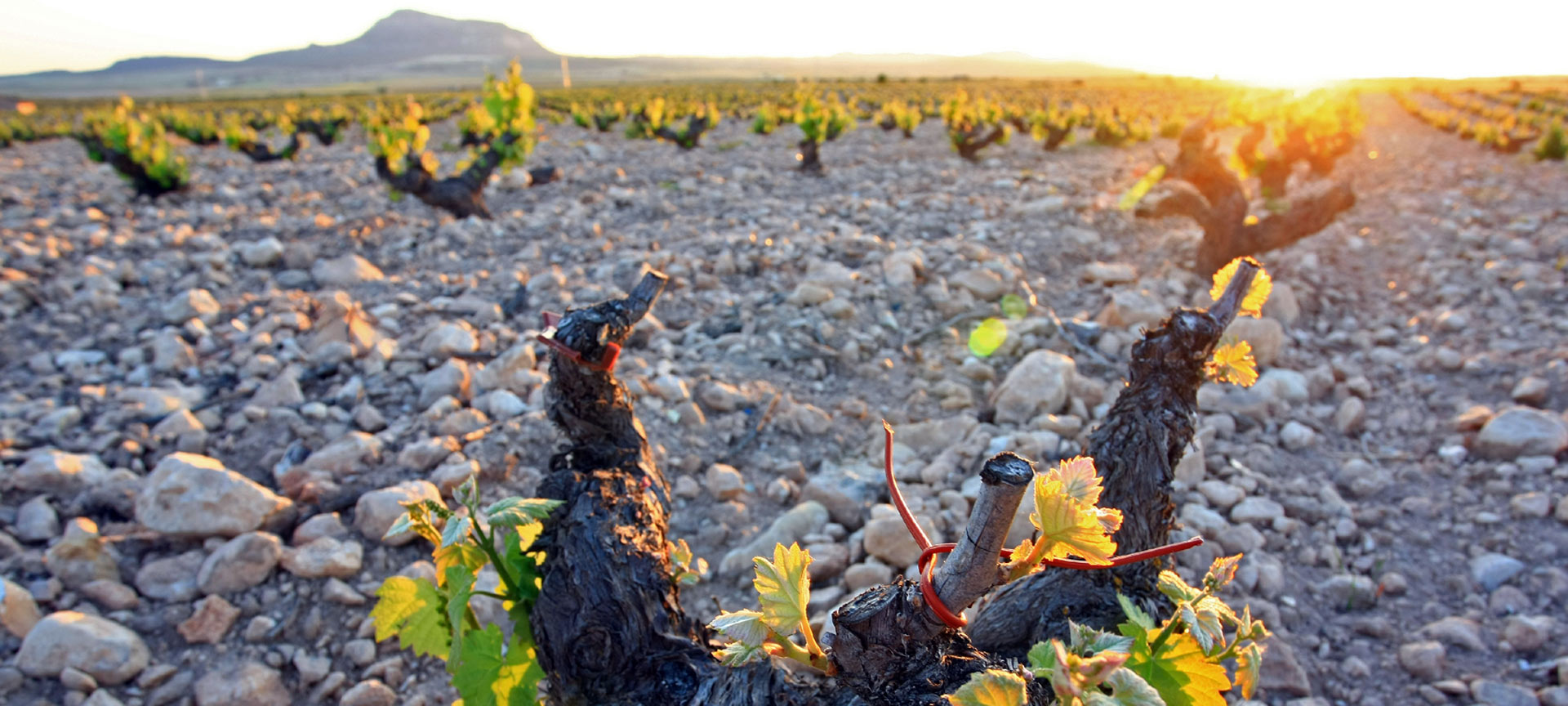 Paysage de la route du vin de Yecla