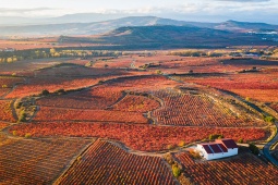 Femme parmi les vignes avec un verre de vin à la main