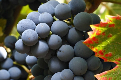 Uvas, Ruta del Vino de Jumilla
