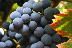 Uvas, Rota do Vinho de Jumilla