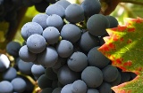 Uvas, Ruta del Vino de Jumilla