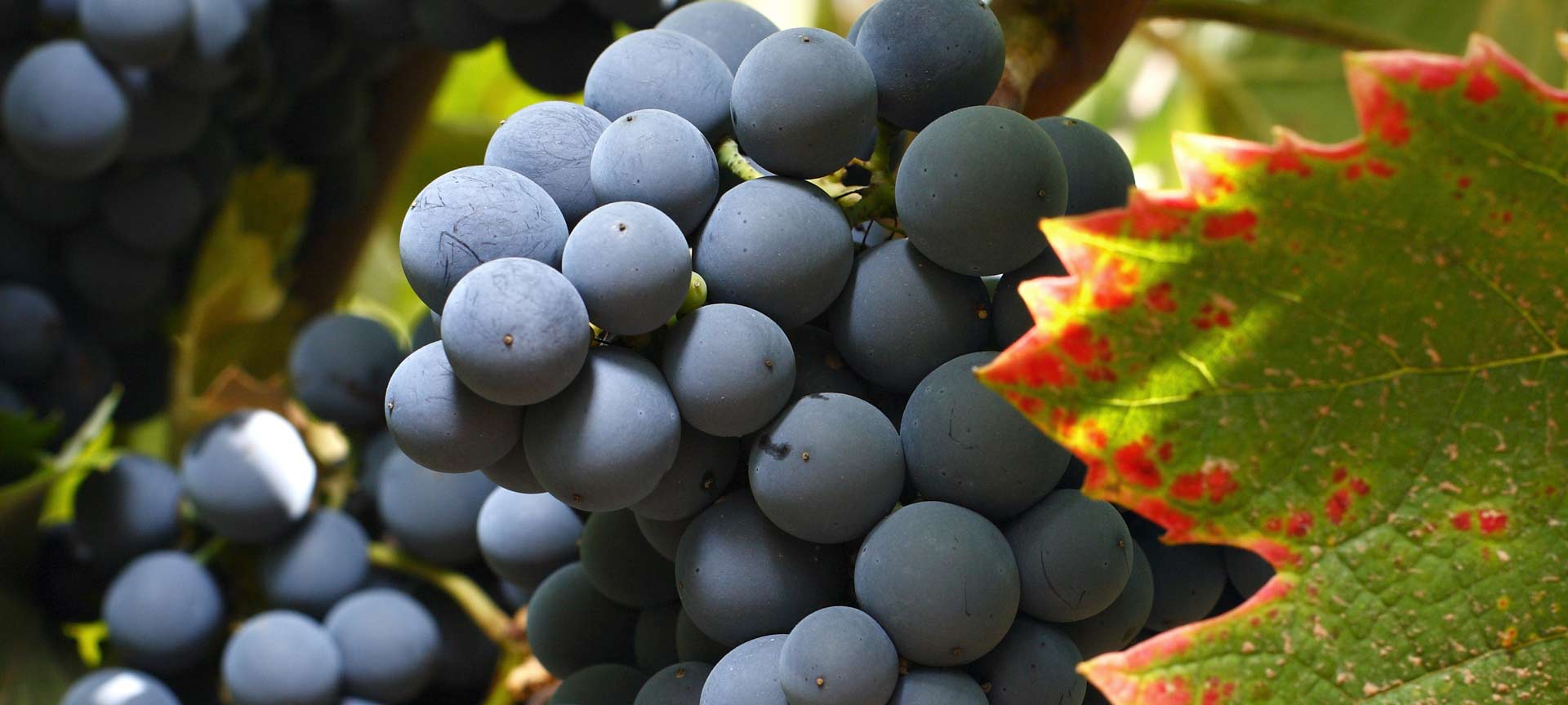 Cantina dell'Itinerario enoturistico di Jumilla