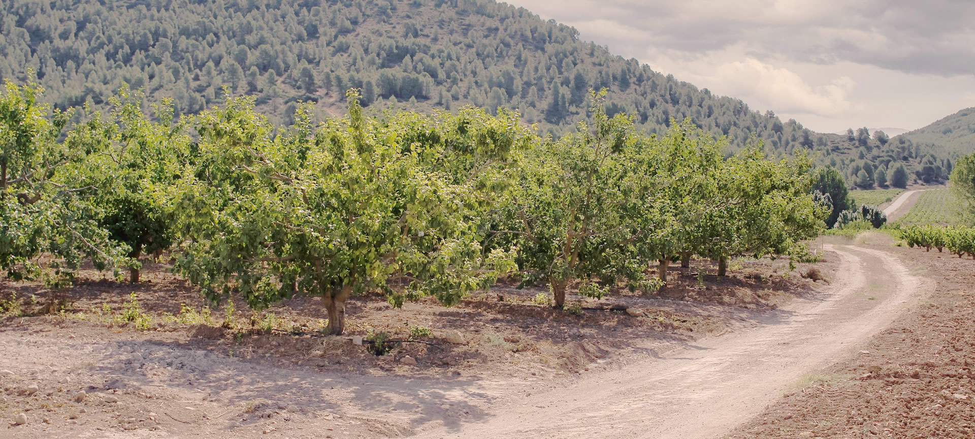 Viñedos de Bullas, Murcia