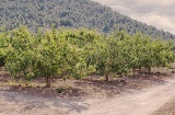 Weinberge in Bullas, Murcia