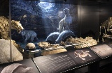 Exposition du Musée archéologique régional d