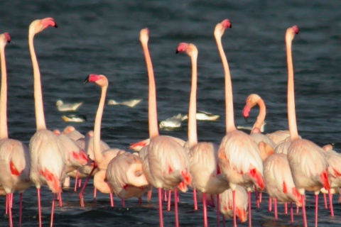 Parc naturel Lagunas de la Mata-Torrevieja