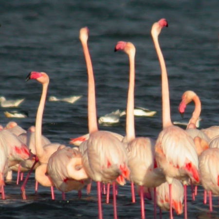 Parco Naturale delle Lagune di Mata Torrevieja