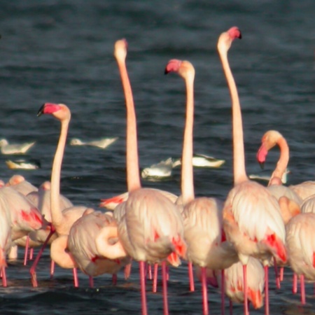 Obszar chronionego krajobrazu Lagunas de Mata Torrevieja