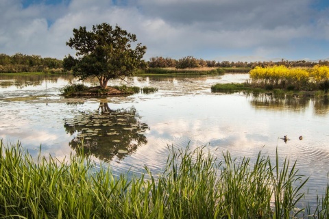 Aiguamolls de l'Empordà