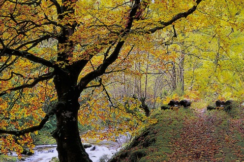 Las Muniellos w Cangas de Narcea