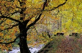 Bosque de Muniellos, em Cangas de Narcea