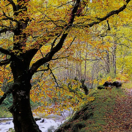 Las Muniellos w Cangas de Narcea