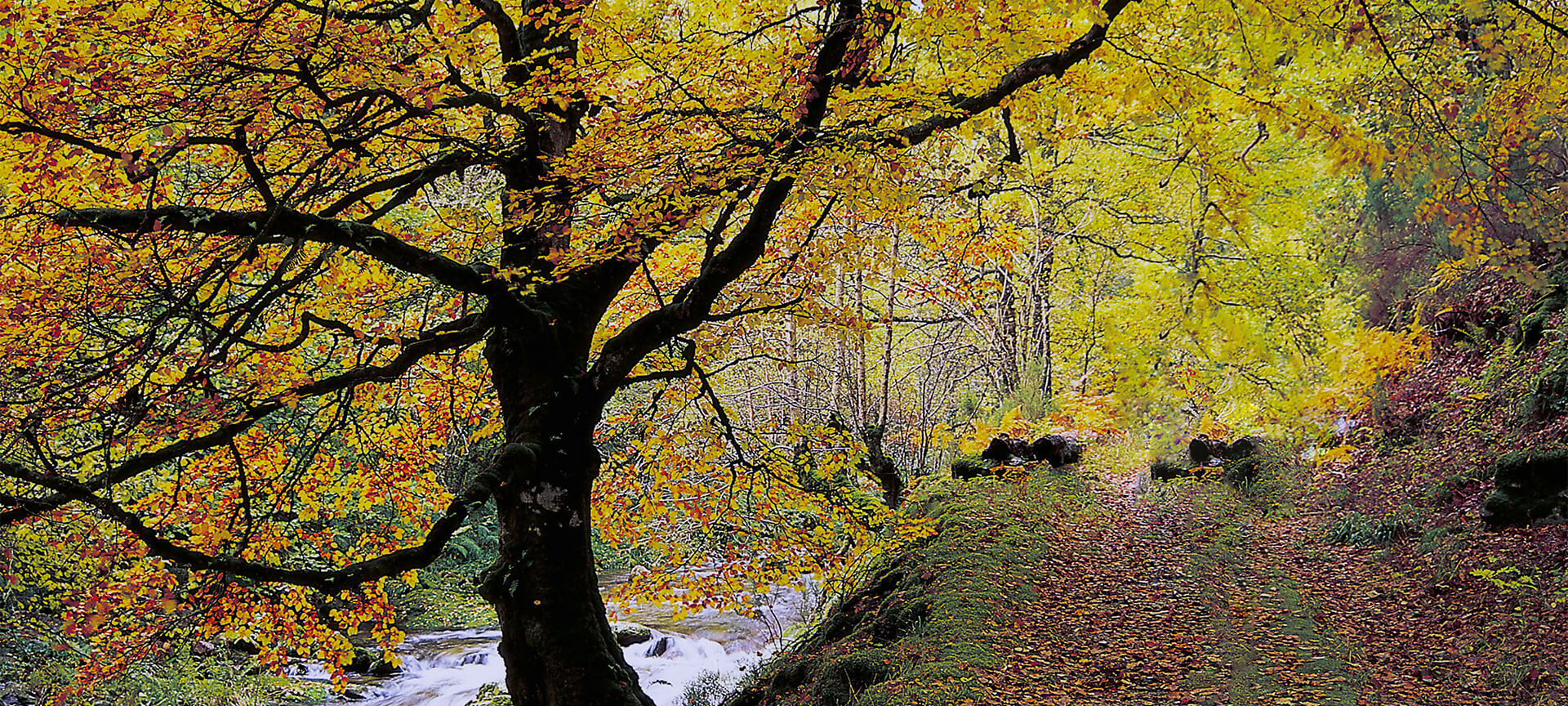Bosco di Muniellos a Cangas del Narcea Bosco di Muniellos a Cangas del Narcea