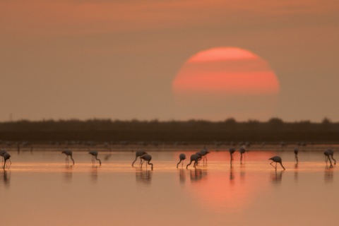 Flamingi w delcie rzeki Ebro
