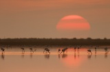 Flamants roses dans le delta de l’Èbre