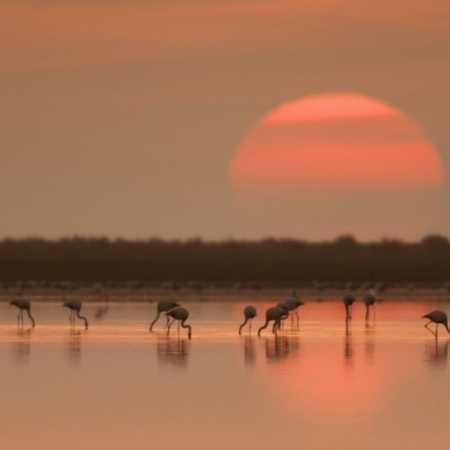 Flamingos no delta do rio Ebro