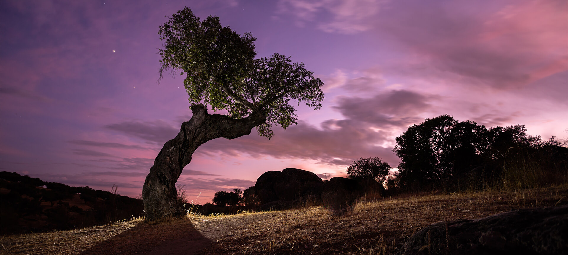 Encina en el Parque Natural de Cornalvo, Extremadura