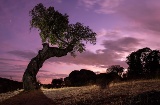 Oak tree in Cornalvo Natural Park, Extremadura