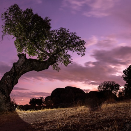 Eiche im Naturpark Cornalvo, Extremadura