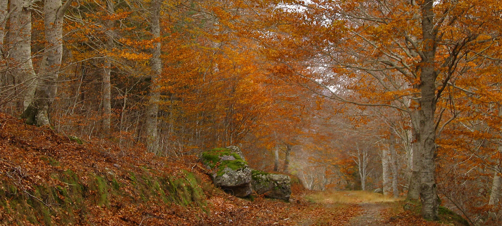 Hayedo de Peña Roya, parque natural Moncayo