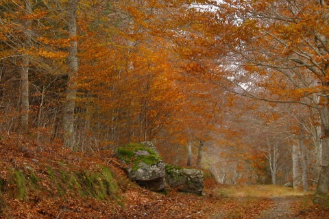 Las bukowy Peña Roya, obszar chronionego krajobrazu Moncayo